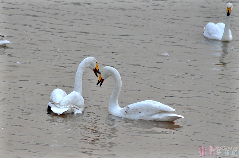 情话01_conew1.jpg 情话01_conew1.jpg