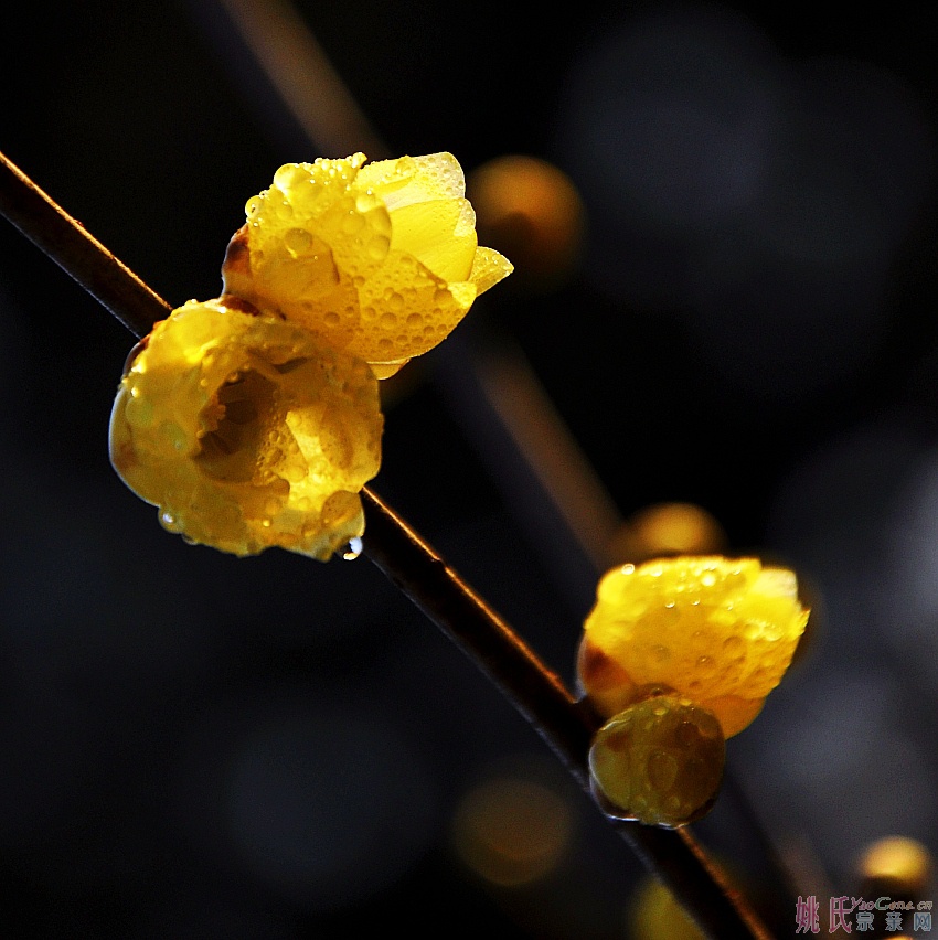 新梅06_conew1.jpg