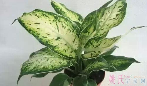 养花4银皇后.jpg