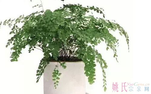 养花5铁线蕨.jpg