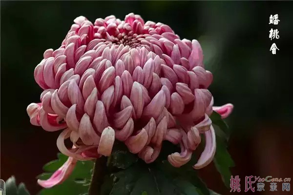 178806690742872167.jpg