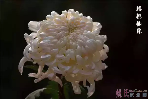 854922816066455402.jpg