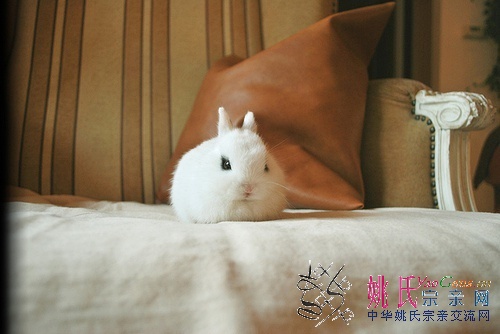 兔子4.jpg